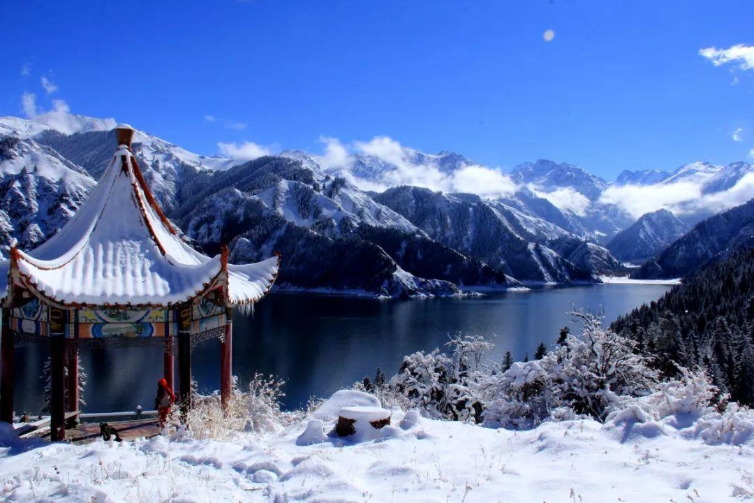 拯救枯树